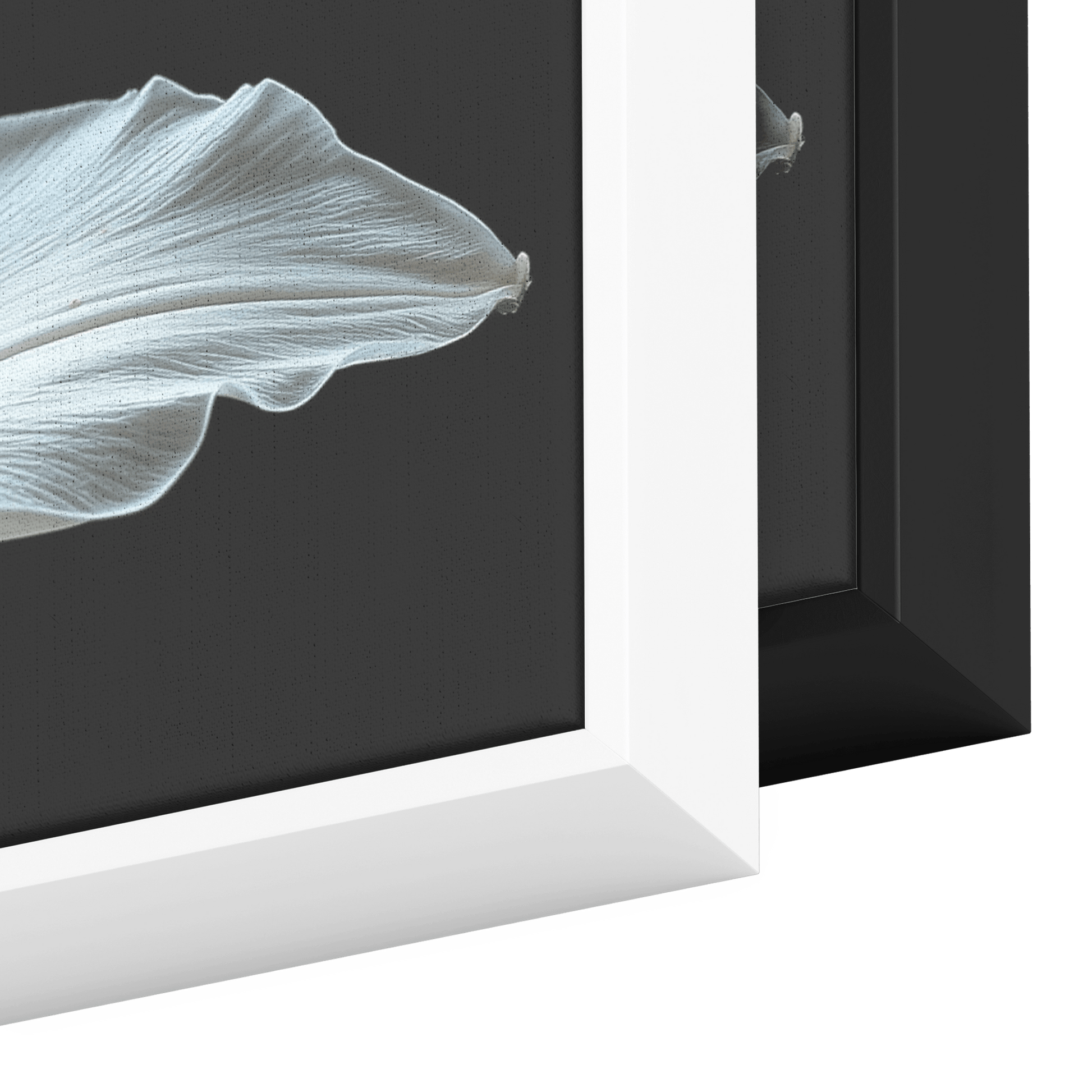 Minimalist Single Stem Floral Artwork Lily Neutral Tones Solid Black Background Clean Elegant Ultra High Definition Panoramic Framed Canvas Wall Art - Awakening Righteousness